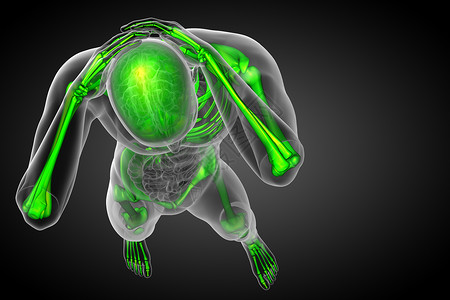 3d为骨骼的医学插图x光耐力医疗关节解剖学骨头治疗骨科膝盖颅骨背景图片