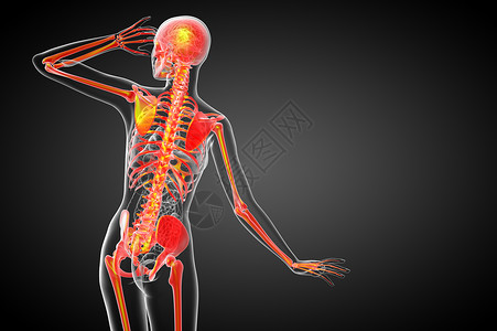 3d为骨骼的医学插图耐力膝盖治疗骨科解剖学关节x光骨头颅骨医疗背景图片