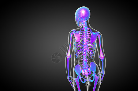 3d为骨骼的医学插图医疗关节颅骨耐力骨头治疗解剖学x光膝盖骨科背景图片