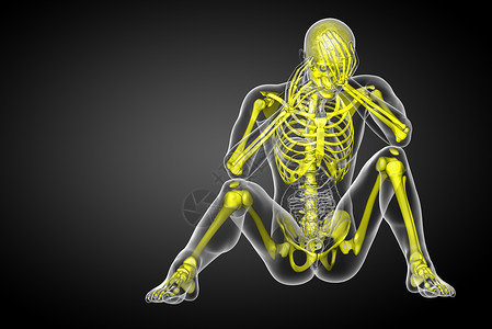 3d为骨骼的医学插图耐力骨头治疗医疗膝盖解剖学颅骨关节骨科x光背景图片