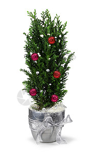 圣诞节剑桥装饰红色盆栽绿色季节丝带植物风格银色白色玩具背景图片