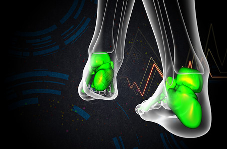 3d为足骨的医学插图骨头医疗骨骼灰色胫骨腓骨脚趾背景图片