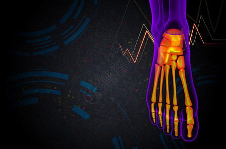 3d为足骨的医学插图胫骨灰色骨骼医疗脚趾骨头腓骨背景