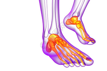 3d为足骨的医学插图脚趾灰色骨头骨骼医疗胫骨腓骨背景图片