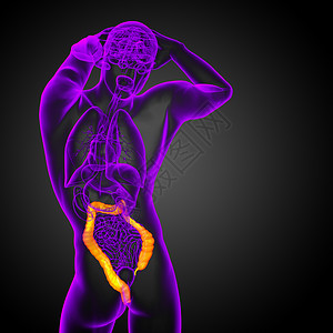 人类消化系统 大肠膀胱器官疼痛胰腺医疗解剖学胆囊冒号背景图片