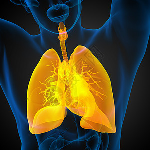 3d 演示了再呼吸系统气道男性身体生物学橙子胸部解剖学背景图片