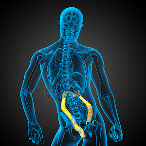 人类消化系统 大肠解剖学胆囊膀胱器官胰腺冒号疼痛医疗背景图片