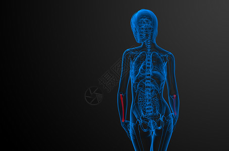 3d 提供半径骨的医学图解医疗手臂肱骨骨骼科学解剖学药品背景图片