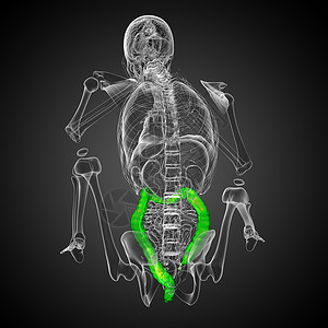 人类消化系统 大肠器官膀胱胰腺解剖学冒号胆囊医疗疼痛背景图片