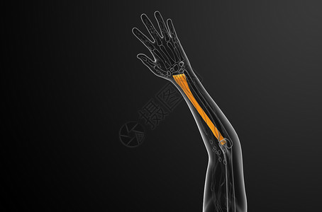 手臂骨骼3d 提供半径骨的医学图解科学医疗肱骨药品手臂解剖学骨骼背景