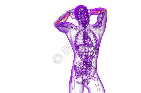 3d 提供半径骨的医学图解药品手臂科学肱骨骨骼解剖学医疗背景图片