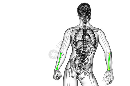 3d 提供半径骨的医学图解手臂骨骼医疗科学药品肱骨解剖学背景图片