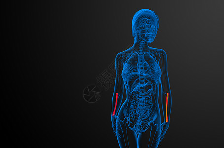 3d 提供半径骨的医学图解医疗解剖学骨骼科学手臂肱骨药品背景图片