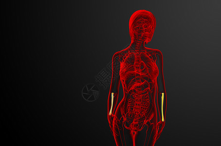 3d 提供半径骨的医学图解医疗解剖学肱骨骨骼手臂科学药品背景图片