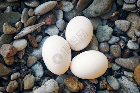 鸡蛋碰石头白蛋平衡动物蛋黄海岸脆弱性生物生活嵌套椭圆形生长背景