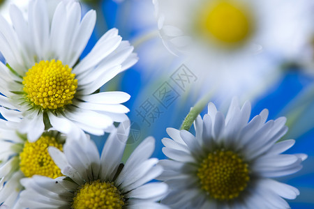 Daisy 花朵 春春春明亮的生动主题杯子灯泡植物绿色白色花园植物群背景图片