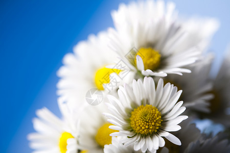 Daisy 花朵 春春春明亮的生动主题白色植物花园杯子灯泡绿色植物群背景图片