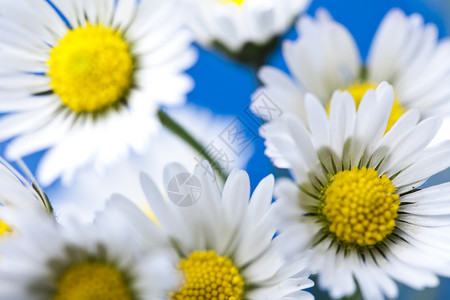 Daisy 花朵 春春春明亮的生动主题白色植物绿色灯泡花园杯子植物群背景图片