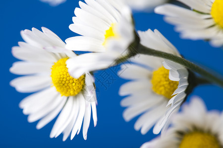 Daisy 闭会 春春亮闪亮的生动主题白色植物绿色灯泡植物群花园杯子花朵背景图片