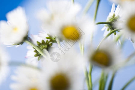 Daisy 花朵 春春春明亮的生动主题杯子植物群绿色白色花园植物灯泡背景图片