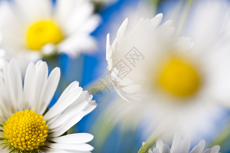 Daisy 花朵 春春春明亮的生动主题白色绿色植物群杯子灯泡植物花园背景图片
