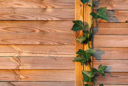 木镶板墙细节绿色的高清图片