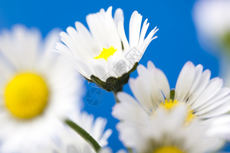 Daisy 闭会 春春亮闪亮的生动主题花朵杯子花园绿色灯泡白色植物植物群背景图片