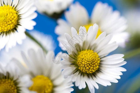 Daisy 闭会 春春亮闪亮的生动主题绿色花园灯泡白色杯子植物群花朵植物背景图片