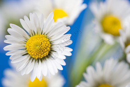 Daisy 花朵 春春春明亮的生动主题植物花园植物群灯泡杯子白色绿色背景图片