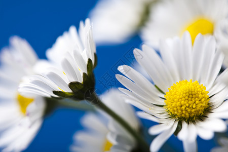 Daisy 闭会 春春亮闪亮的生动主题白色灯泡杯子植物群花园植物花朵绿色背景图片