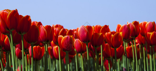 开花关闭春天在花园里 充满多彩的生动主题宏观花店花束明信片紫色公园生长妈妈太阳植物群背景