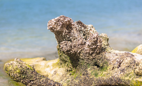 海滩上干枯的树根晴天团体热带海景场景环境蓝色棕榈植物背景图片