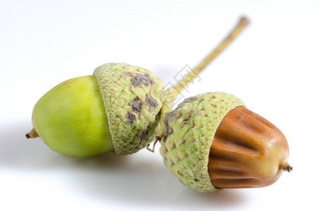 双角植物学青铜种子绿色帽子生长橡木起源坚果宏观高清图片