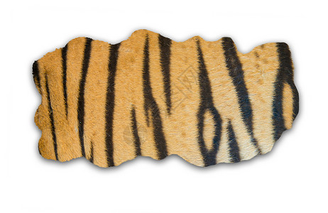 白色背景的老虎皮黄色头发豹属毛皮食肉皮肤野猫框架条纹捕食者背景