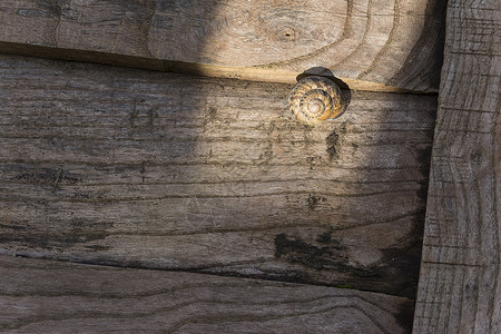 灯光闪亮的Snail Shell背景图片