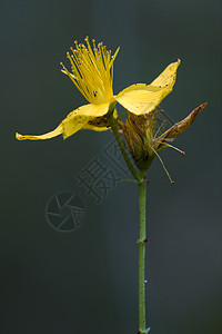 黄黄双超强正前程棕色花园绿色雌蕊黄色宏观穿孔黑色叶子花瓣背景