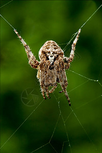 网络中的阿兰修斯安古拉图斯棕色绿色腹蛛白色爪子宏观黑色腹部背景图片