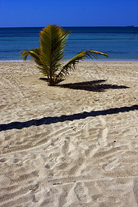 高鼻子是疯狂的沙滩蓝色爬坡支撑棕榈海岸线低潮小岛泡沫衬套海滩背景