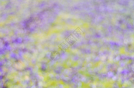 春紫绿底色背景艺术白色墙纸紫色强光绿色背景图片