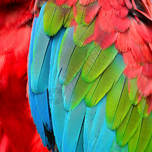 绿翼马aw羽毛活力红色绿色翅膀野生动物热带绿翅鹦鹉蓝色背景图片