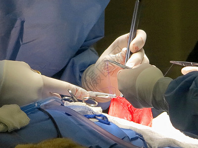 缝合手术胃部抽取手套器官疾病剪刀母狮镊子手术从业者伤口动物背景
