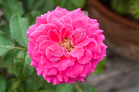 玫瑰收成植物学植物群花束花店王座花园香水装饰杂交种高清图片