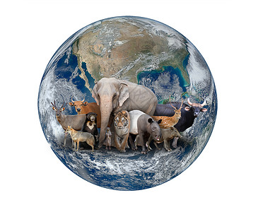 貘类动物蒺藜金的孤立高清图片
