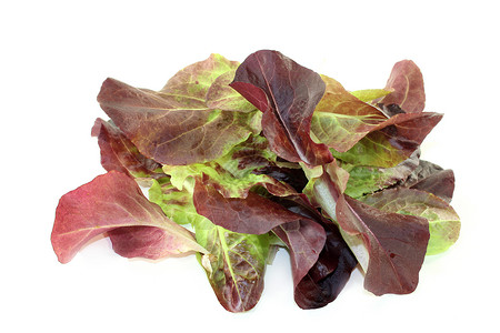 红色生菜树叶菜头蔬菜饮食白色维生素沙拉食物沙拉头背景图片