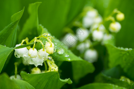 五月谷May Lily 五月丽宏观白色绿色礼物季节百合花束花瓣叶子植物背景