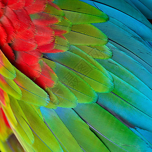 绿翼马aw羽毛热带绿翅鹦鹉野生动物翅膀红色蓝色活力绿色背景图片