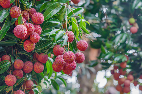 柳叶果热带粉色食物皮肤植物树叶绿色水果红色荔枝背景图片