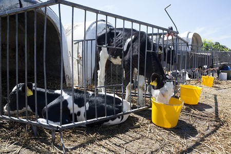 奶牛牛奶年轻的黑白小牛和小白小牛从桶里喝水背景
