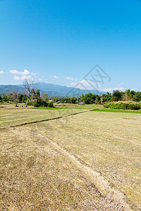 水田山脊田园庄稼棕色园艺主食农场面包园景栽培风光背景图片