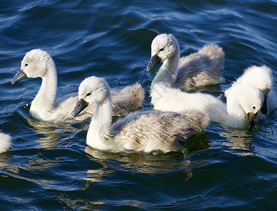 五个年轻的哑巴天鹅在游泳高清图片